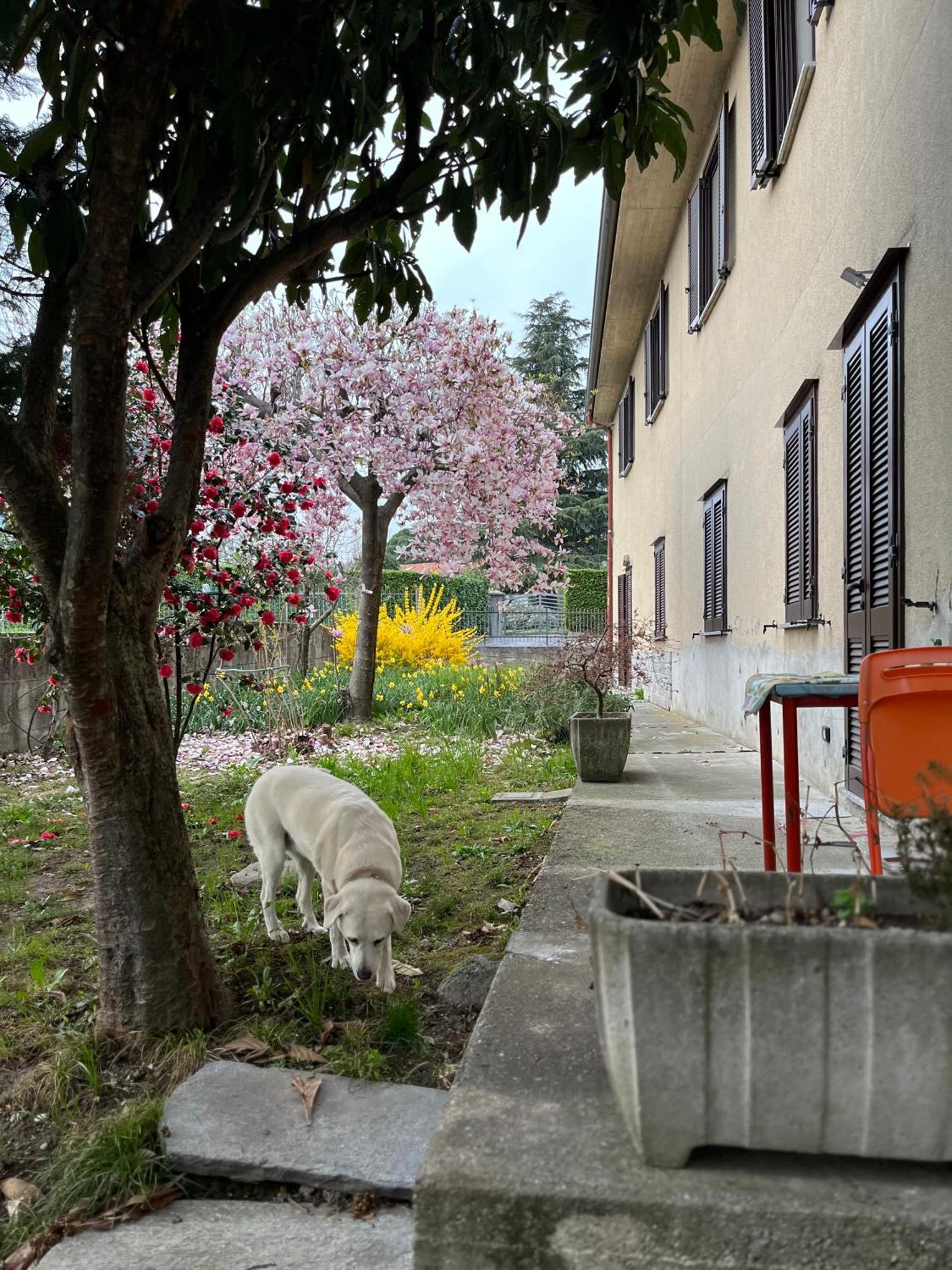 Il Cortile Como Single & Double Room In Apartment No Hotel Buitenkant foto